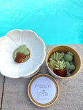Boîte à fondants parfumés - Soleil d’azur
